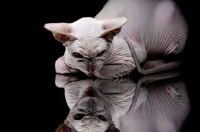 开云体育下载-印度乒乓队2024年世界杯：逐步打破国际乒坛格局，印度世乒赛