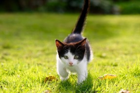 开云体育app在线-世界乒坛新星崛起，年轻选手引关注，世界乒坛男子排名