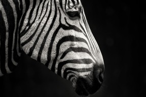 开云官网-中超联赛国家队战胜 球迷高唱国歌助威，国家队参加中超