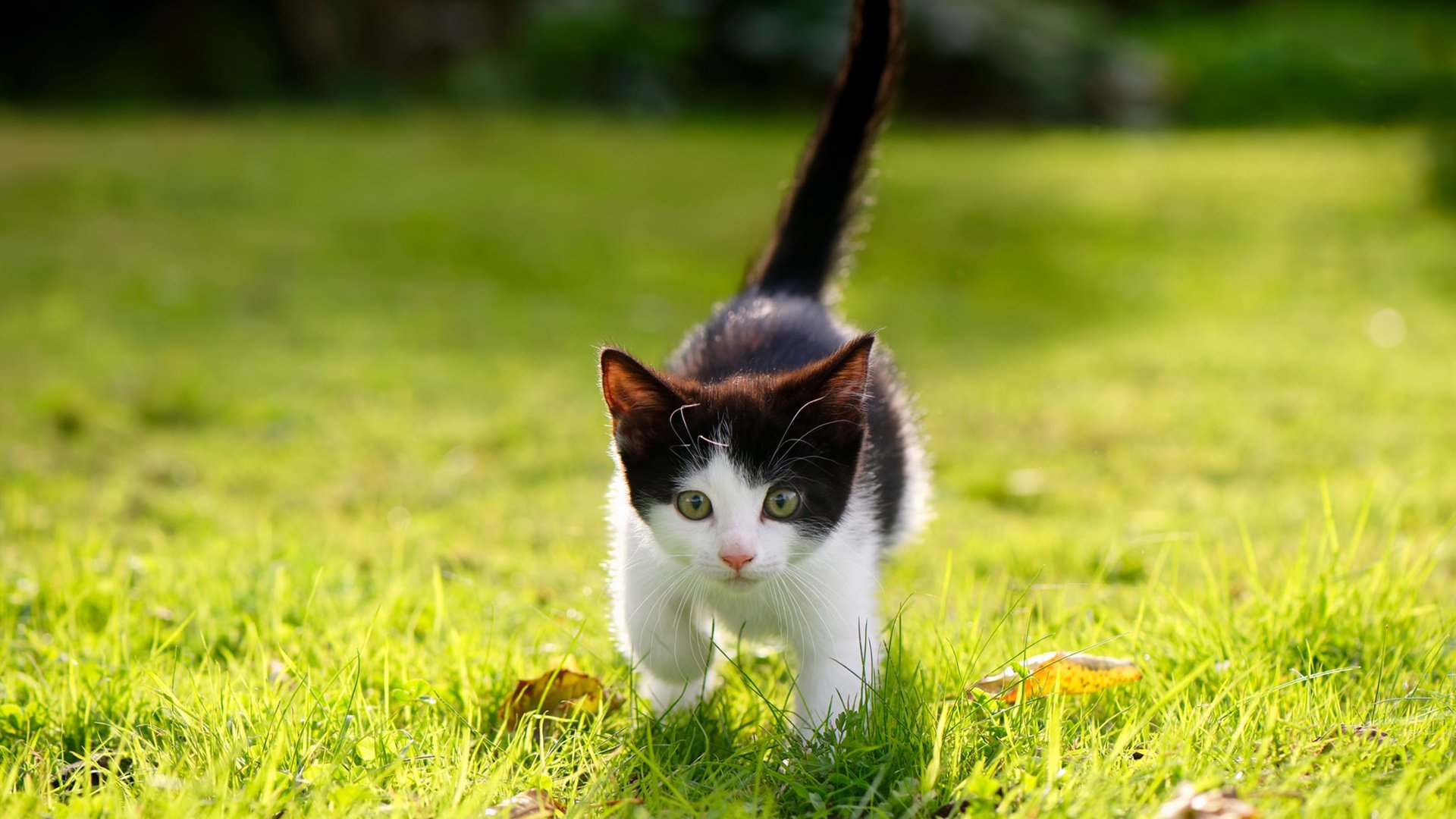 世界乒坛新星崛起,年轻选手引关注,世界乒坛男子排名