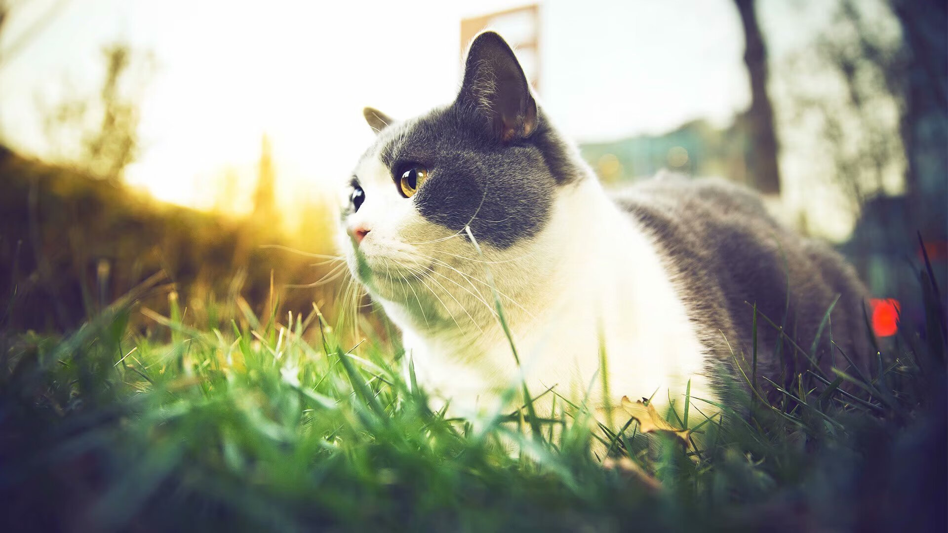 五大联赛年轻球员租借制度效果分析,五大联赛租借人数规则