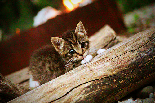 五大联赛阵容结构是否决定赛季上限高度,五大联赛赛季最佳阵容