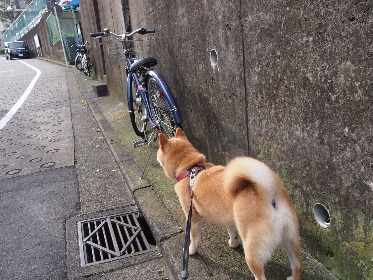 亚洲杯中国足球惨败 球迷呼吁加强基础建设,亚洲杯足球赛中国队比赛
