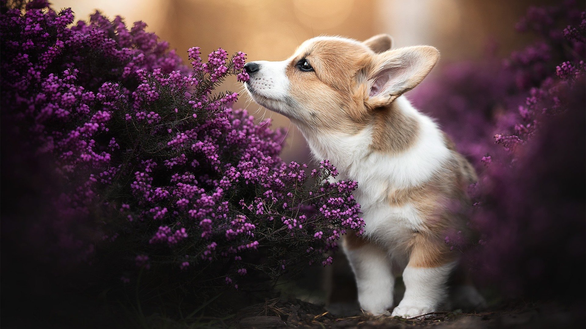 体育新闻中心开展体育短视频内容制作培训班，体育项目视频简介