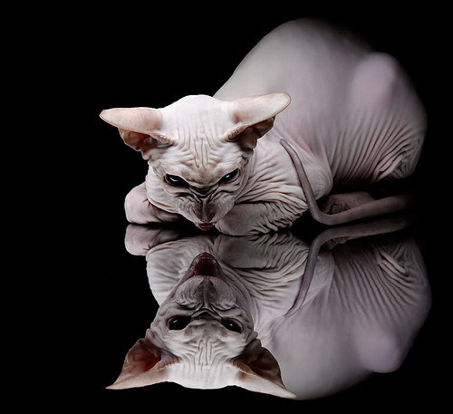 印度乒乓队2024年世界杯:逐步打破国际乒坛格局,印度世乒赛