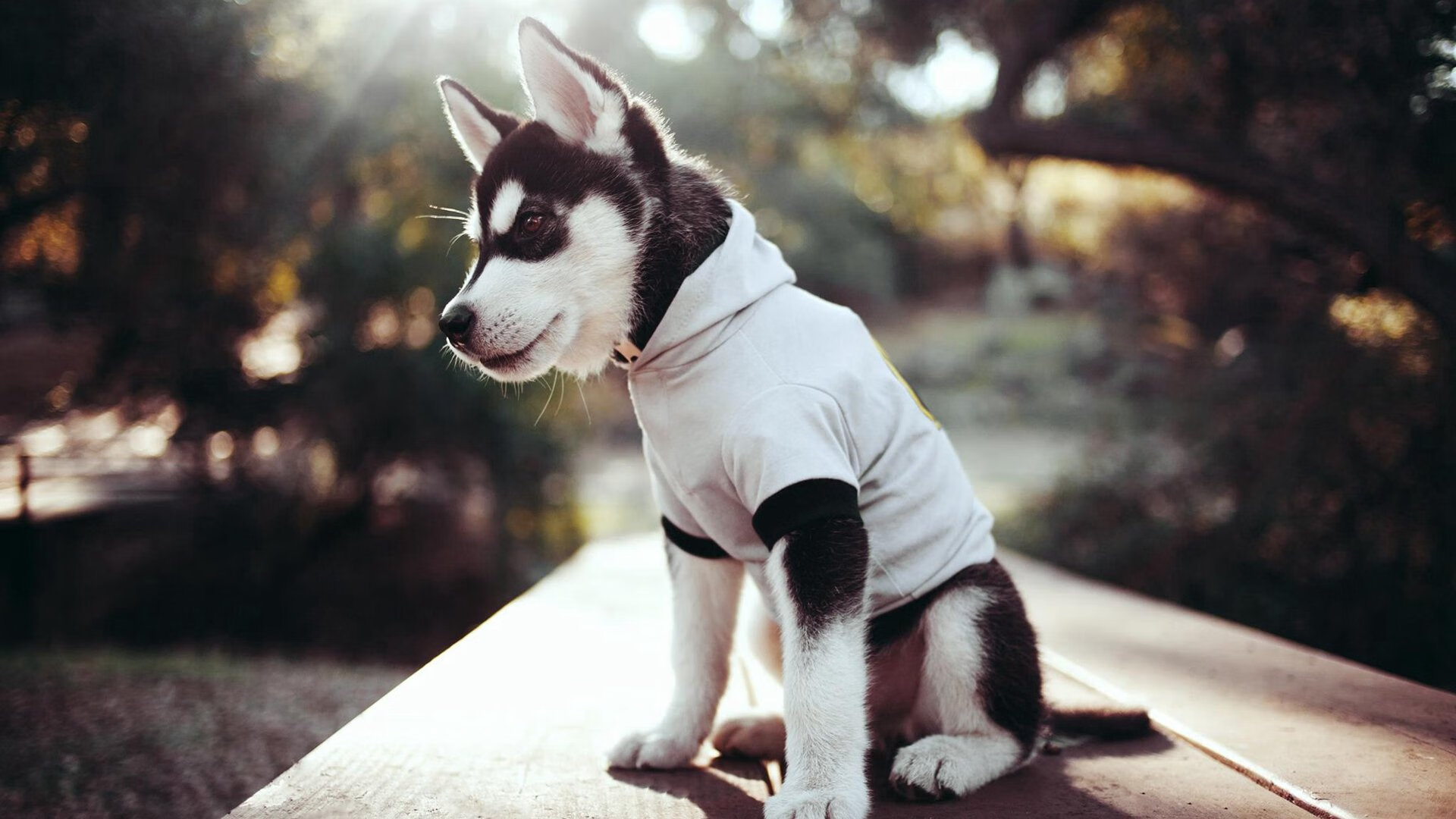 瑞典队乒乓球战术:从远台控制到近台攻击的完美过渡,被誉为乒坛常青树的瑞典乒乓球选手