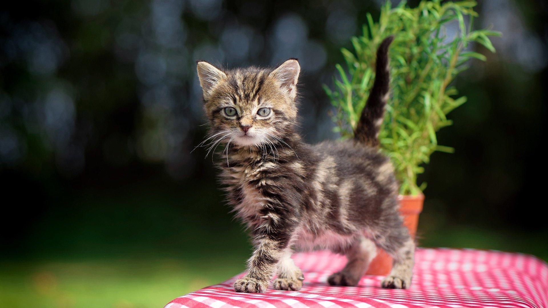 西班牙男子游泳队技术雷达图优化,西班牙游泳选手犯规