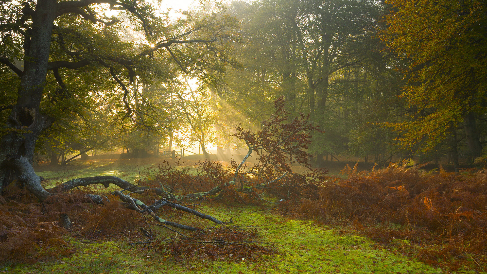 青少年体操动作编排大赛展现创新思维,青少年体操锦标赛