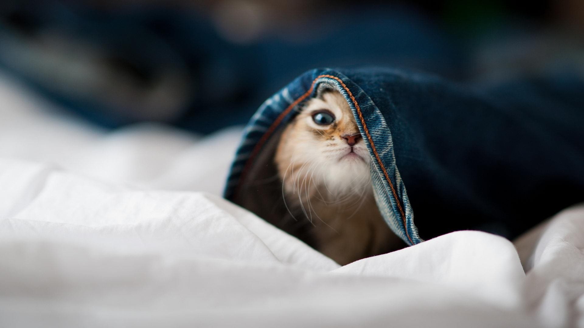 “安赫尔·巴尔博萨的突破能力与强硬作风,帮助美洲狮队建立强大进攻核心”