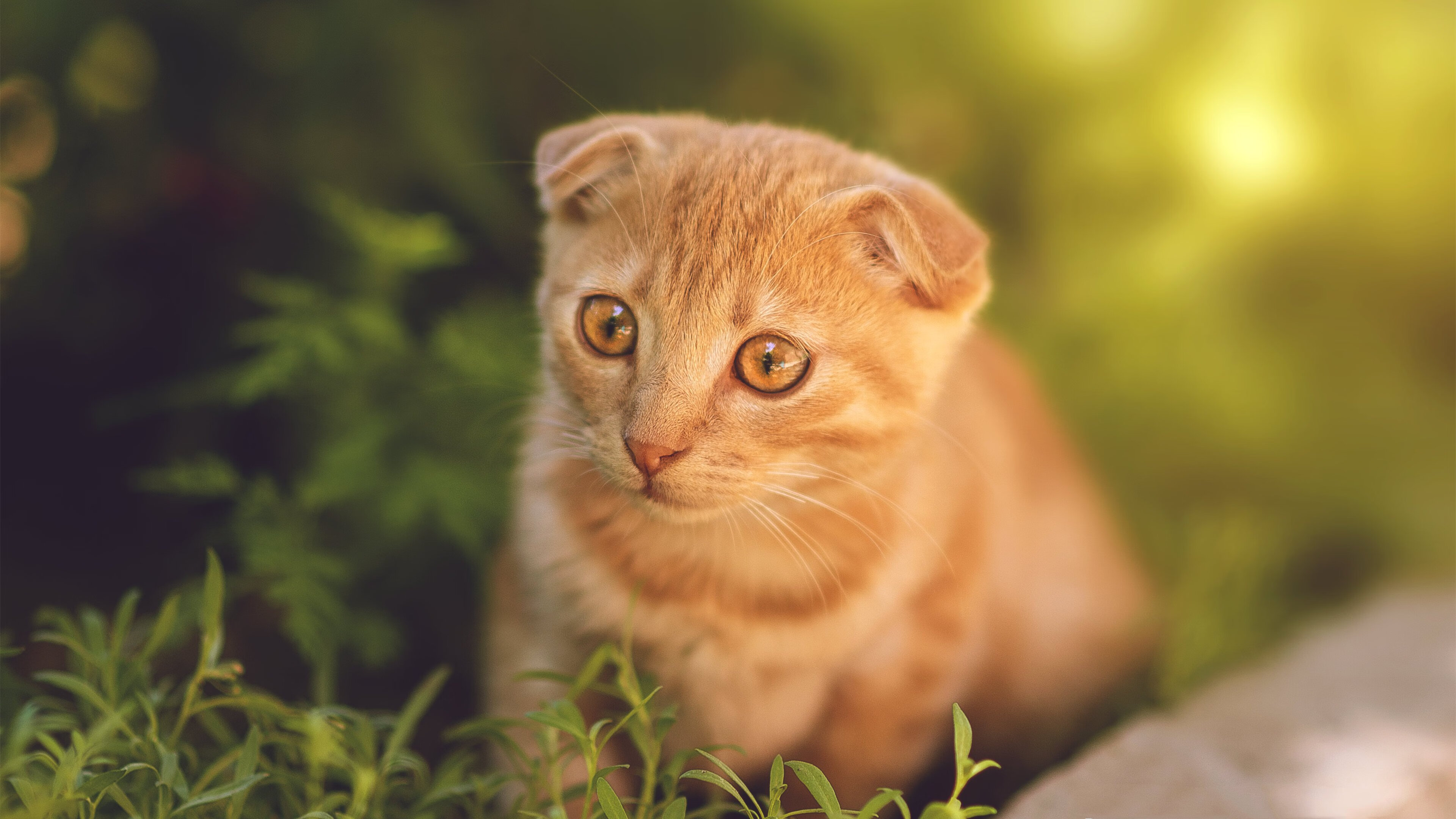 国家队锋线小将表现出色多场比赛贡献关键得分与篮板,锋线最强球队