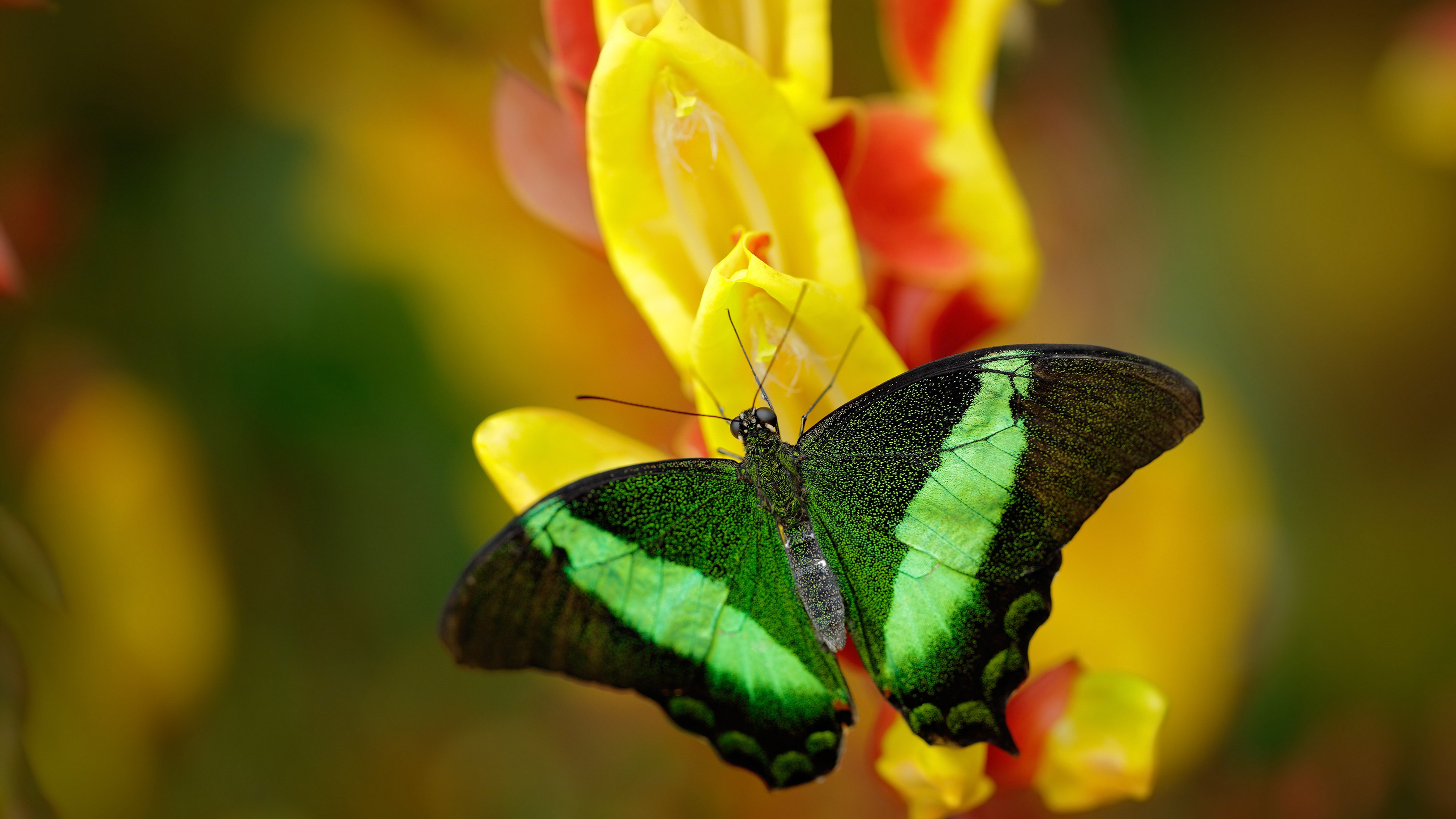 塞尔维亚男篮在欧洲预赛中奋勇期待,冲击奥运荣誉不断前行,塞尔维亚男子足球队欧洲杯