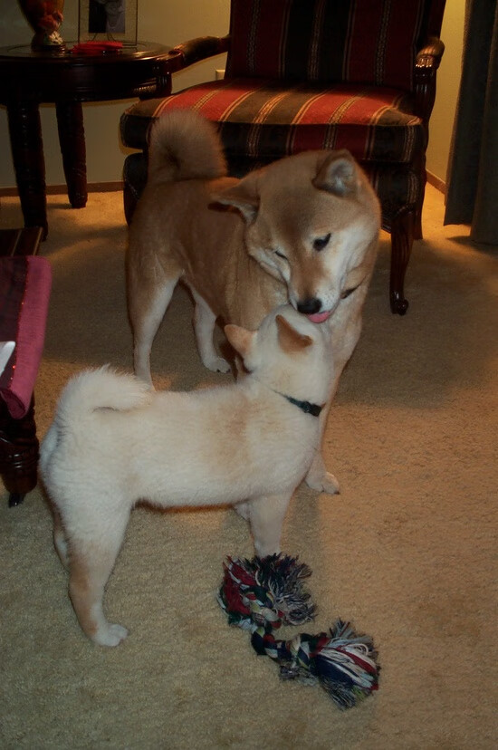 女足国脚留洋归国带来先进训练理念与经验,回国女足应如何发展