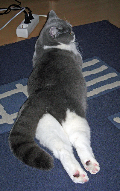 张伟丽与冠军对练提前适应强度,张伟丽冠军赛几月几号