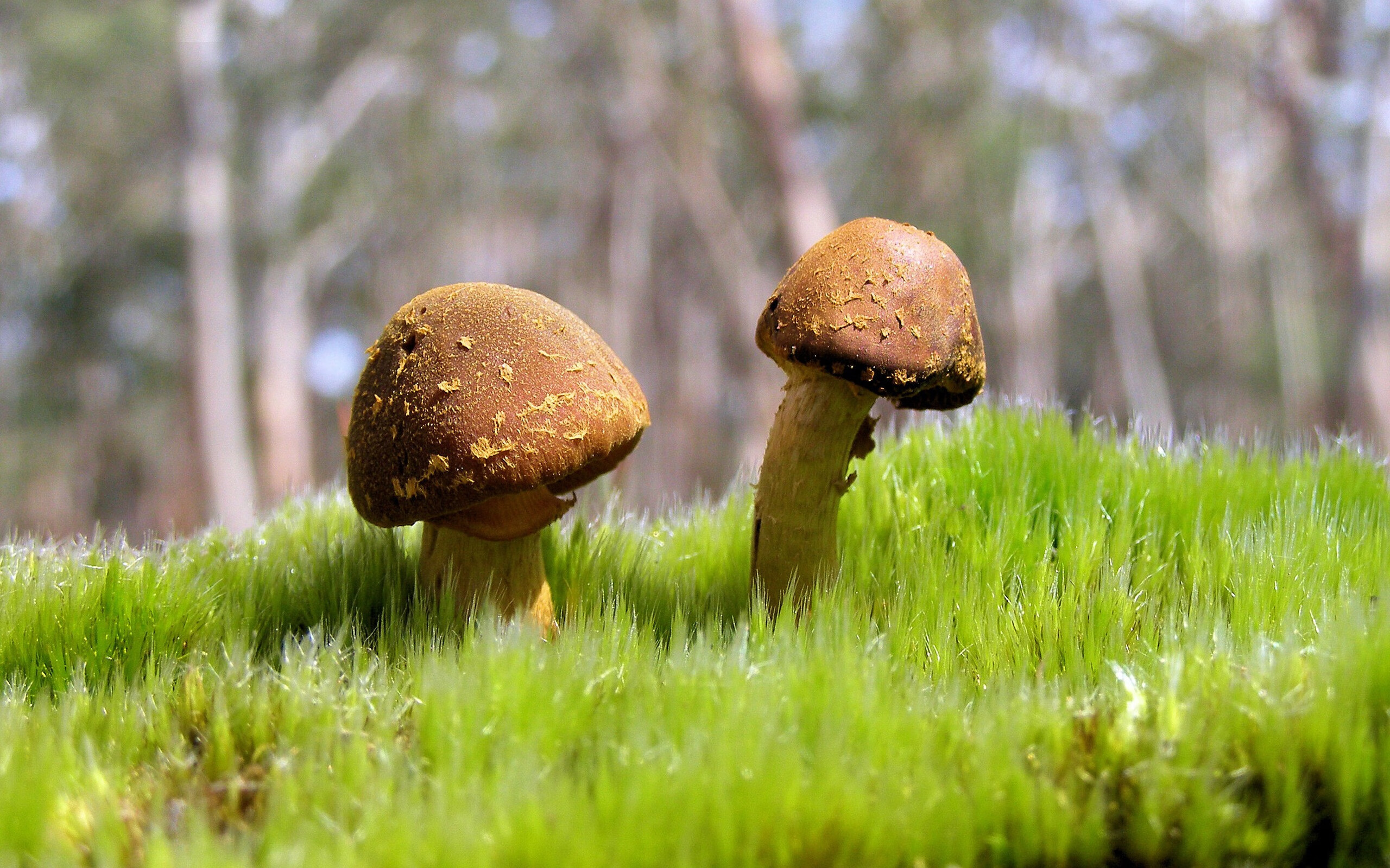 恩多比·恩乔:敏锐的判断力使他成为南非队最值得信赖的核心球员