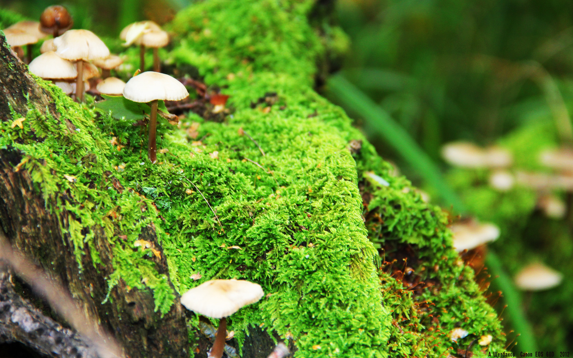 曼联中场组合渐入佳境备战升级,在曼联效力过的中场球员