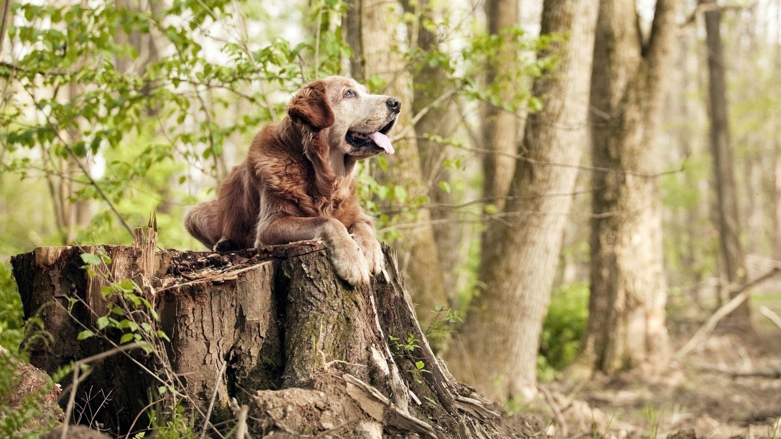 森林狼签约欧洲潜力新人展开培养计划,森林狼球员名单