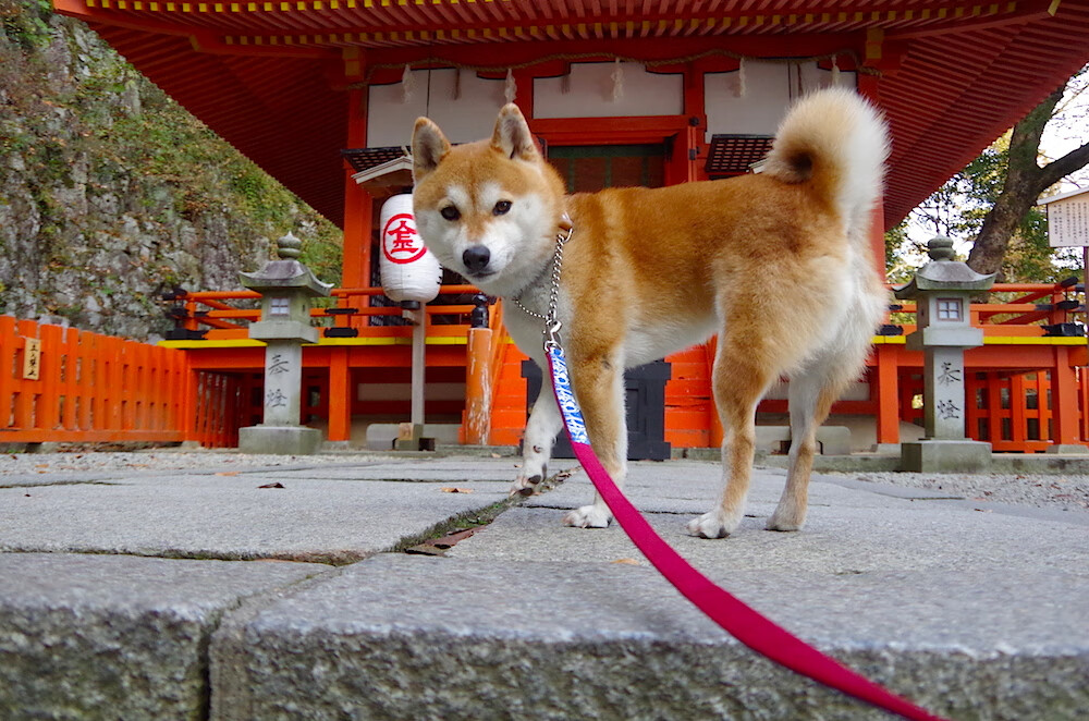 英超激烈争夺:每场都是冠军的游戏!,英超精彩