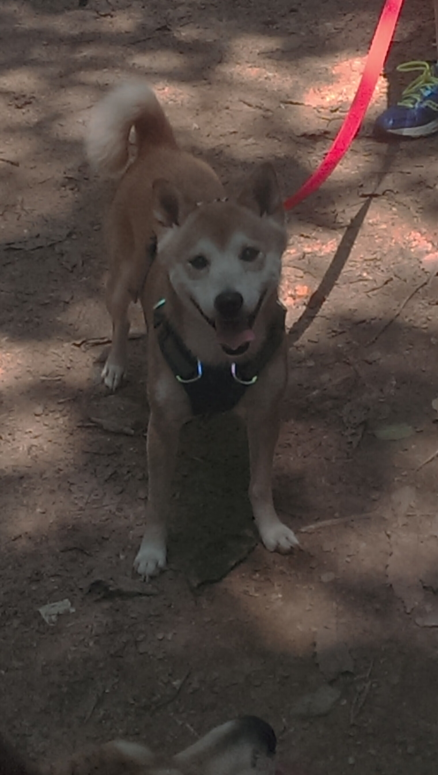 青少年篮球专项体能训练提升力量速度灵活性全面发展，青少年篮球体能训练内容