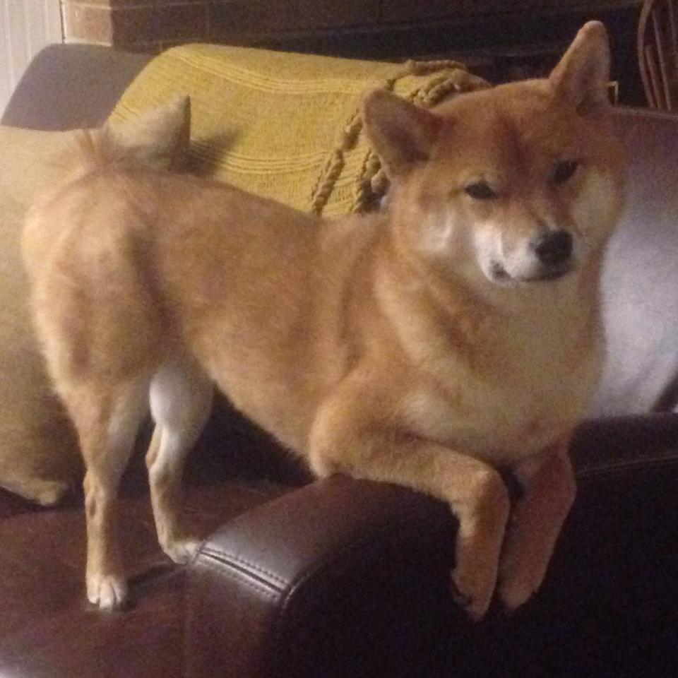 24号新主人!埃里克森在沃尔夫斯堡能否重拾巅峰?,埃里克森状况